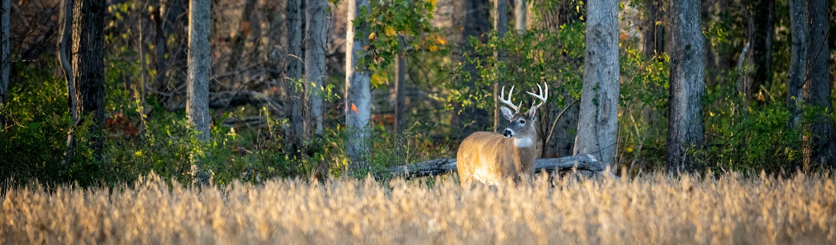 Hunting